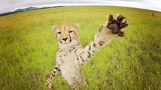 Cheetah vs drone