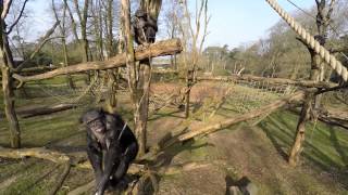Chimpanzees takes drone down 